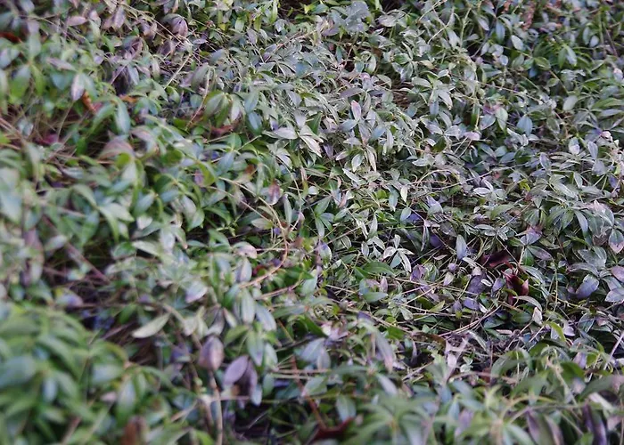 Lejlighed Bobrovia *