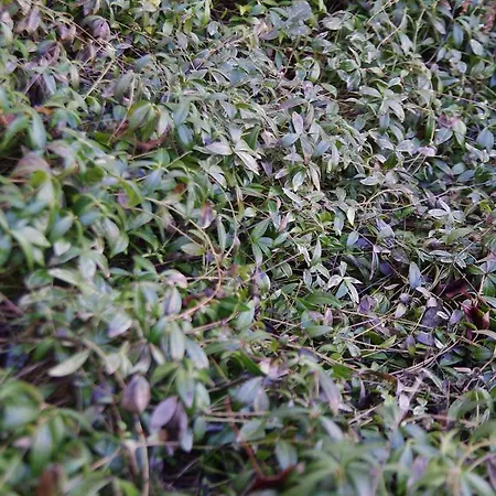 Apartment Bobrovia *